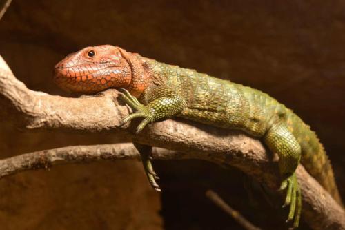 Lézard-caïman