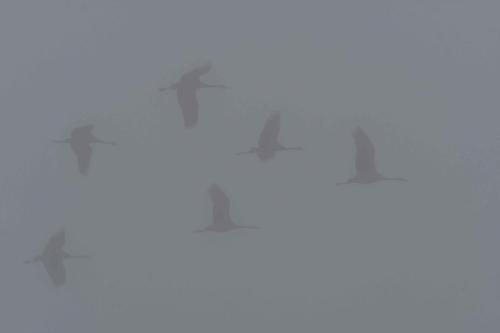 Départ des grues cendrées vers les champs, le matin