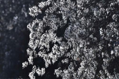 Clématite des haies