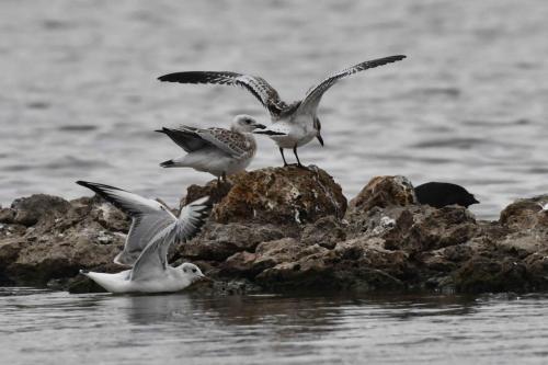 Mouettes mélanocéphales