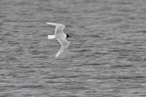 Mouette mélanocéphale