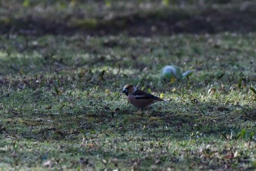 Grosbec casse-noyaux