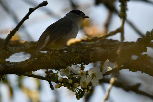 Fauvette à tête noire