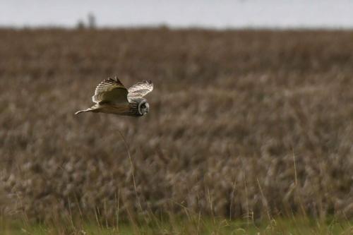 Hibou des marais