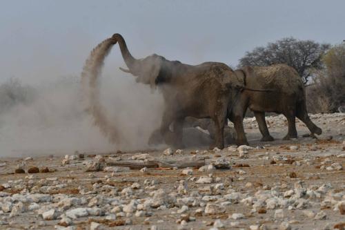 Eléphants de savane