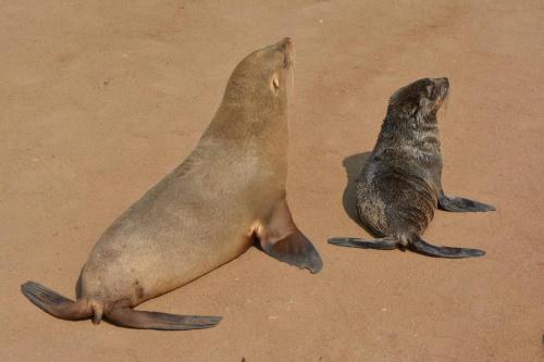 Otaries à fourrure d'Afrique du Sud