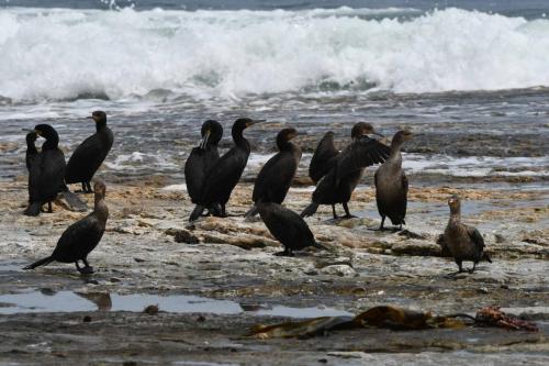 Cormorans du Cap et cormorans couronnés