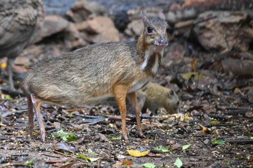 Chevrotain kanchil