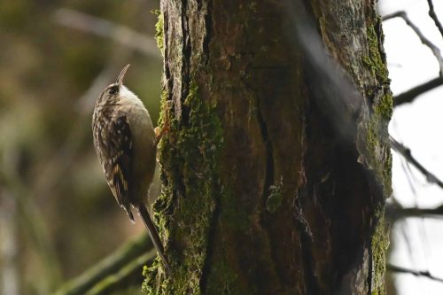 Grimpereau des jardins