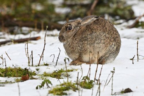 Lapin de garenne