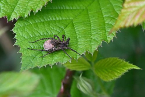 Pardose des jardins (Pardosa hortensis)