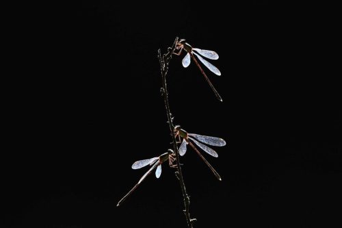 Lestes verts