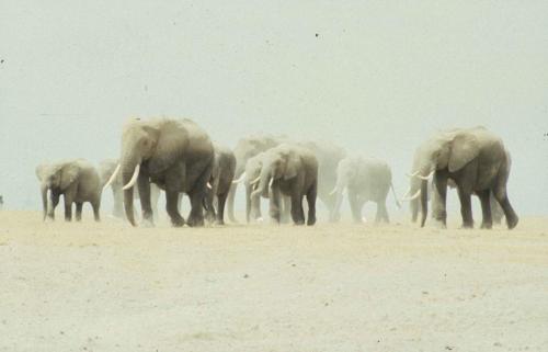 Kenya - Réserve d'Amboselli - Elephants