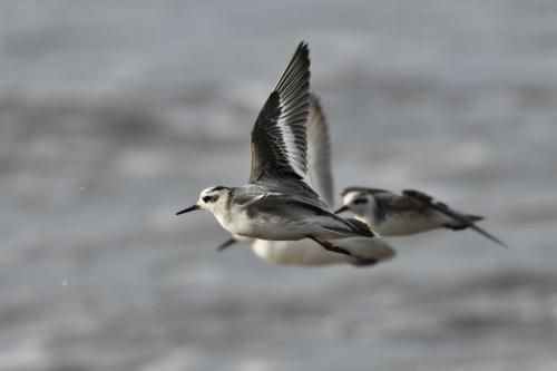 Phalaropes à bec large