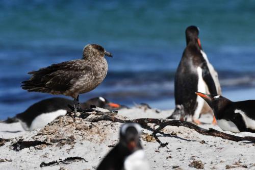 Labbe antarctique et manchots papous