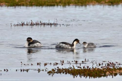 Grèbes aux belles joues