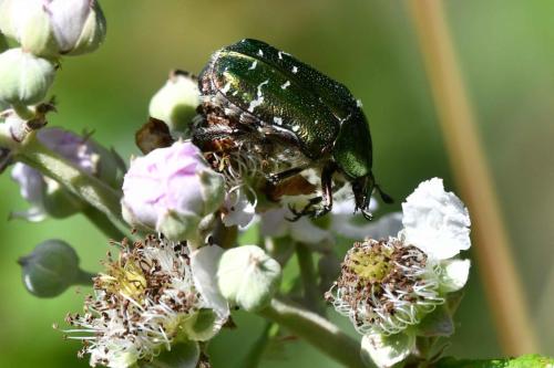 Cétoine dorée (Cetonia aurata)
