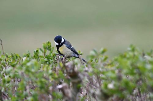Mésange charbonnière