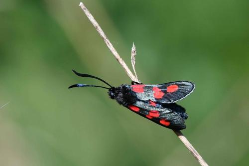Zygène des prés (Zygaena trifolii)