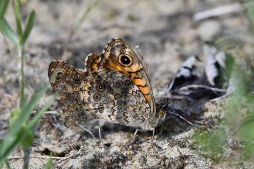 Mégère Satyre (Lasiommata megera)