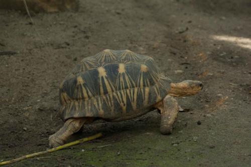 Tortue rayonnée