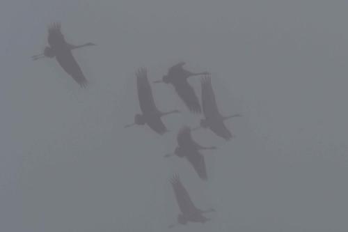 Départ des grues cendrées vers les champs, le matin