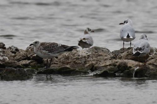 Mouette mélanocéphale