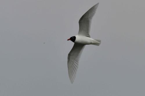 Mouette mélanocéphale