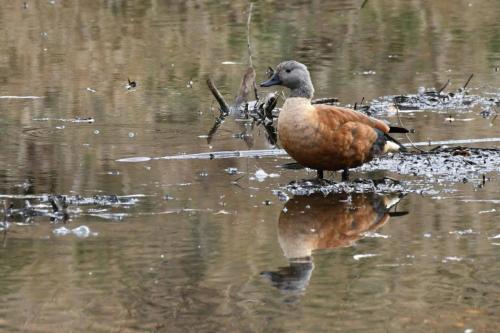 Tadorne à tête grise