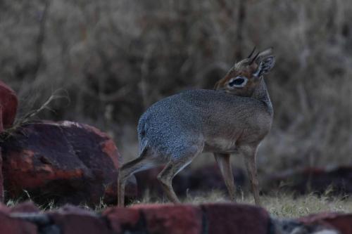 Dikdik Damara