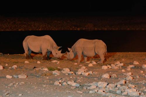 Rhinocéros blancs