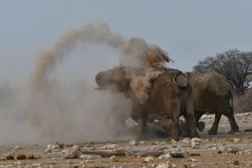 Eléphants de savane