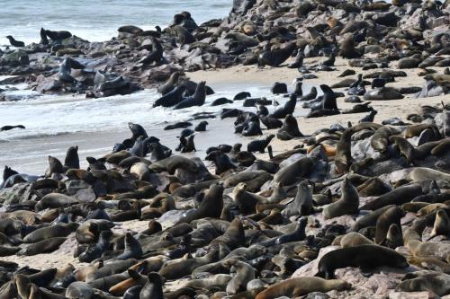 Otaries à fourrure d'Afrique du Sud