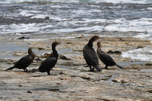 1 Cormoran du Cap et 3 cormorans couronnés (plus petits)