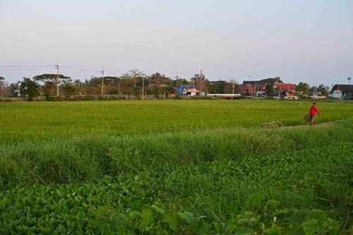 Rizières à Phetchaburi