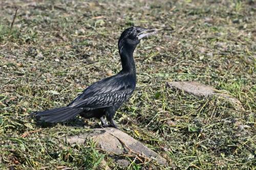 Cormoran de Vieillot