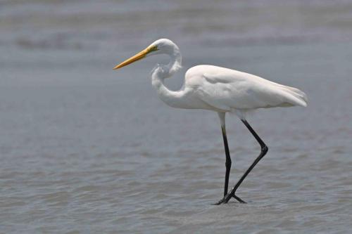 Grande aigrette