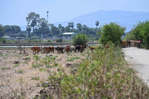 Près de Phetchaburi