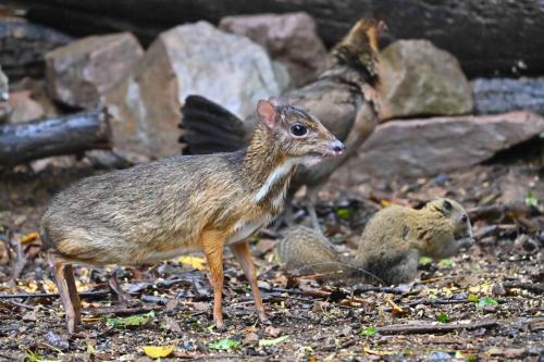 Chevrotain kanchil