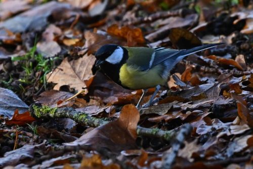 Mésange charbonnière