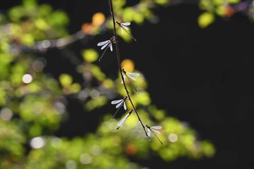 Lestes verts