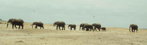 Kenya - Réserve d'Amboselli - Elephants