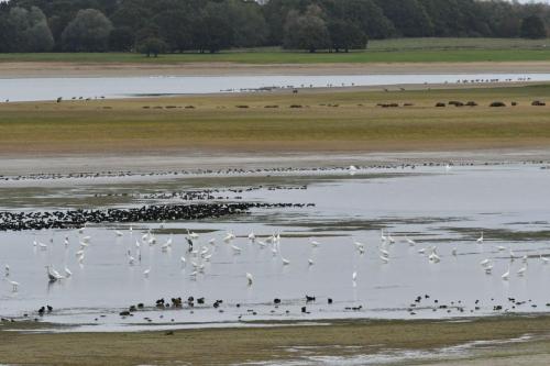 Grandes aigrettes, Foulques macroules et grues cendrées