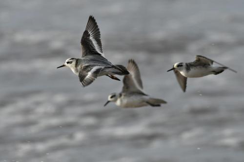 Phalaropes à bec large