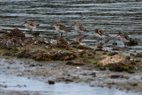 Bécasseaux cocorlis