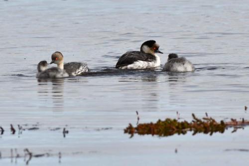 Grèbes aux belles joues