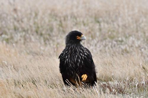 Caracara austral