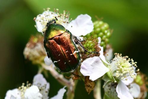 Cétoine dorée (Cetonia aurata)