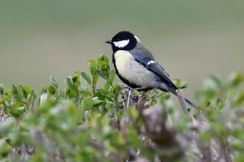Mésange charbonnière