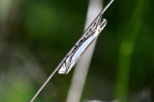 Crambus des pâturages (Crambus pascuella)